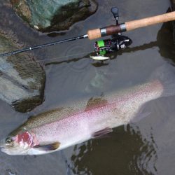 大物連発！ ～天竜川ルアーフライ専用区～